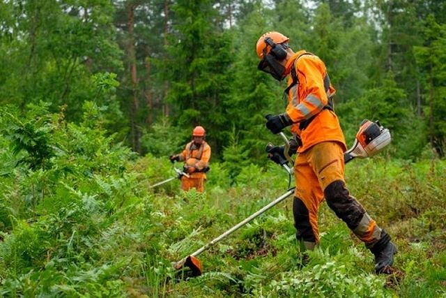 Rekordliels saņemto piedāvājumu skaits mežsaimniecisko darbu konkursā
